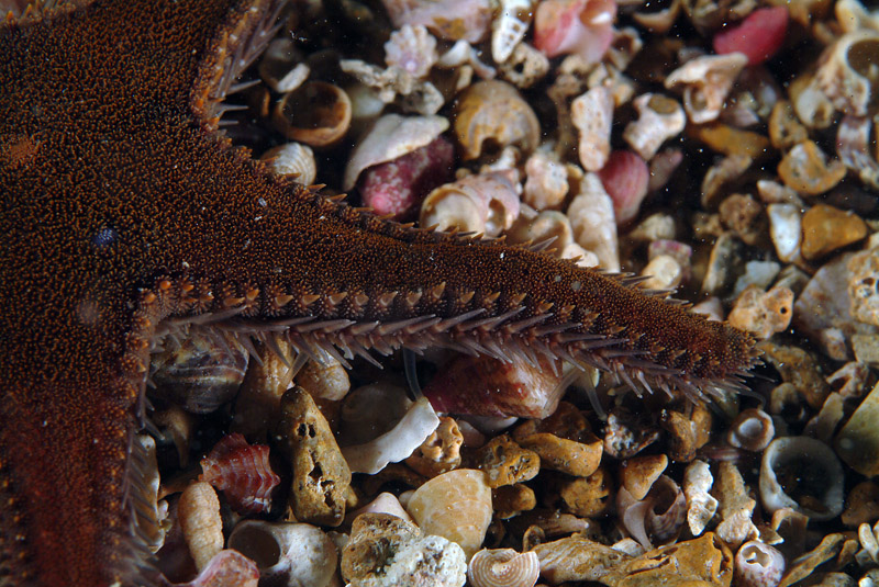Astropecten spinulosus (Philippi, 1837)